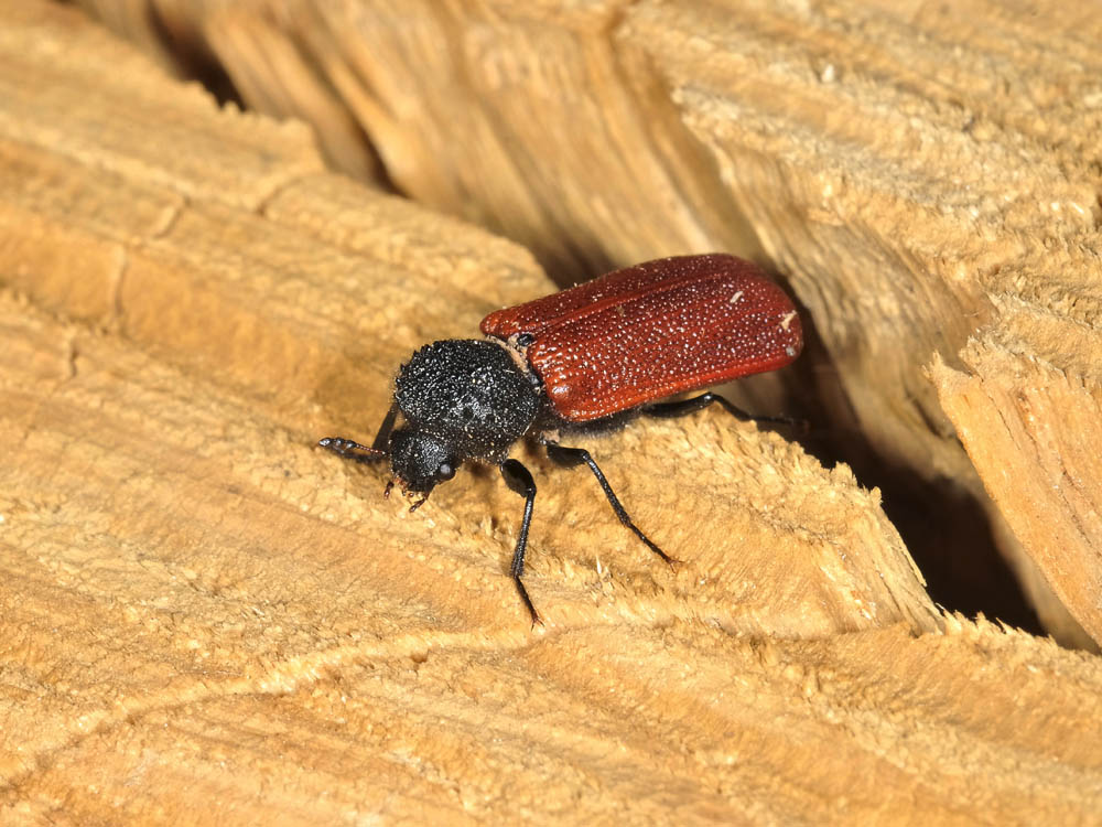 bostrichus capucinus con  piccolo dal piemonte